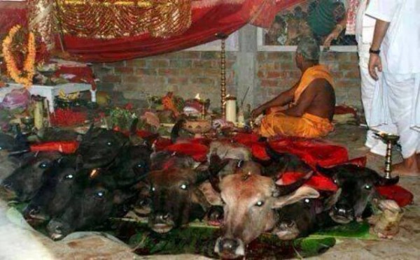 nepal-brahmin-hindu-cow-slaughter-8